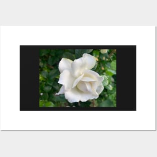 Gardenia flower Posters and Art